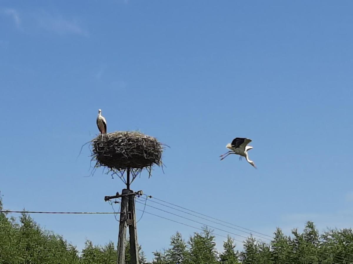 Jablkowo-Na Skraju Puszczy Boreckiej Sniadania W Cenie Jablonowo Buitenkant foto